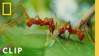 Leafcutter Ants Slice Leaves for the Colony  A Real Bugs Life  National Geographic [upl. by Thorncombe118]