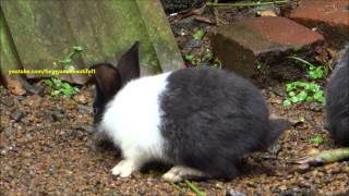 Dog barks to protect rabbits when they go outside [upl. by Pitt481]