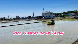 Rice Planting Season In Kasugai CityJapan [upl. by Warfeld]