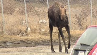 Moose Tranquilized in Calgary [upl. by Liliane]