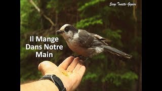 MÉSANGEAI MANGE DANS NOS MAINS  RALENTI VERS LA FIN  Aventure Oiseaux Nature [upl. by Rihaz]