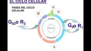 El Ciclo Celular interfase [upl. by Lissa1]