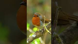 European Robin Quick Warbling Song  Bird Sounds shorts [upl. by Anirav]