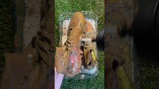 These Nike Football Boot’s Need a Cleaning in ASMR 🧼⚽️ [upl. by Prisilla864]