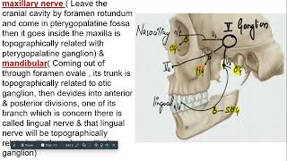 parasympathetic ganglia head amp neck [upl. by Nidnal]