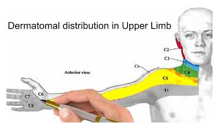 distribution of dermatomes on upper limb [upl. by Ihab694]