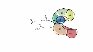 Fatty Acid Synthesis  Fatty acid synthase [upl. by Inittirb753]