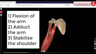 Coracobrachialis Muscle Action  Attachments  Nerves 3D Anatomy Tutorial [upl. by Doreg]