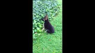 chiot berger allemand tout fou [upl. by Sorgalim]