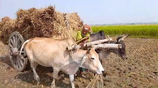 Cow cart full Load paddy from field  Village Bullock cart  Cow cart race [upl. by Dilahk360]