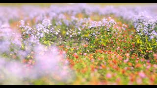 Bifrost Redshift Render Tutorial  Flower Garden Scene [upl. by Idleman]