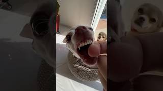 The Kuchi Kuchi chihuahua vs bulldog 🐶 mreviatar nikiozeri angrychihuahua chiuahua [upl. by Evans]