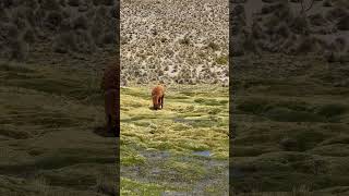 Chungara Lake Lauca National Park Arica Chile [upl. by Gnes]