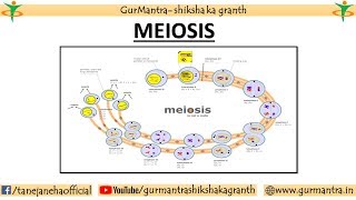 CELL CYCLE  MEIOSIS  TYPES OF MEIOSIS [upl. by Aihsiym]