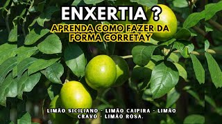 Aprenda como fazer enxertia  Limão Siciliano  Limão Caipira  Limão Cravo  Limão Rosa [upl. by Lellih192]