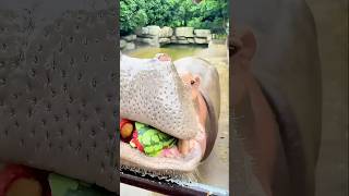 Zoo keeper feeding his Hippo a watermelon 🍉 [upl. by Lebatsirc]