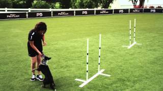 Dog Agility  Weave Poles  2x2  Pro Plan P5 Training [upl. by Einwat]