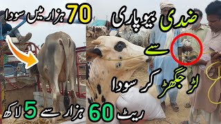 Nothern Bypass Mandi Me Soda Hogya  Cow Mandi 2023 [upl. by Hobbie179]