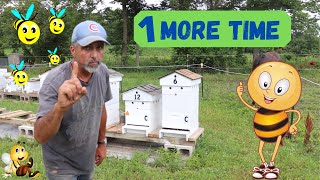 How To Requeen A Queenless Hive  Aug 2020 [upl. by Hole]