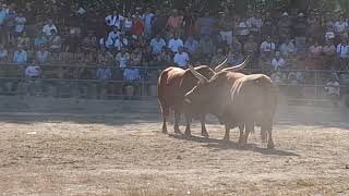 chega dos campeos 2024 raça barrosa montalegre Africano  Bull fight portugal [upl. by Loftus]