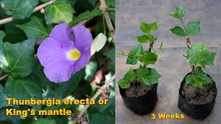 How to propagate thunbergia erecta or kings mantle or bush clock vine from cuttings with update [upl. by Anilecram]