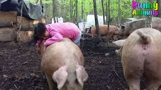 Funny People Riding Pig Hilarious Funniest Animals Video Ever WOWZERS INTERNET [upl. by Adirehs]