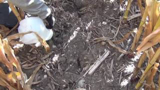 Reservoir Tillage 850  Rate of Infiltration 3 months later [upl. by Barsky]