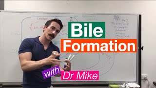 Bile Synthesis and Function [upl. by Dickman382]