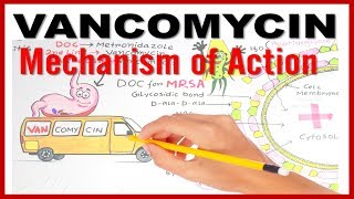 VANCOMYCIN Mechanism of Action [upl. by Athalla52]