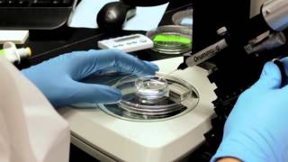 Zebrafish Microinjection Video  Full Version [upl. by Sarnoff196]