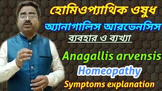 Anagallis arvensis  anagallis arvensis 30 homeopathy medicine  anagallis homeopathy [upl. by Buff]