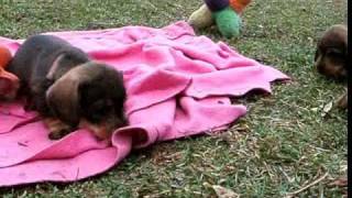 Szálkás szőrű tacskó kölykökwire haired dachshund puppies [upl. by Onateyac]