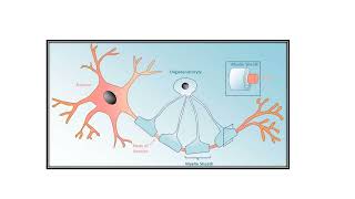 Central Nervous System Video No 502 [upl. by Iba]