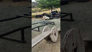 Bull Terrier Puppy Agility Trainingbullterrier [upl. by Elianore736]