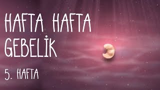 Hafta Hafta Gebelik 5 hafta [upl. by Giuditta]