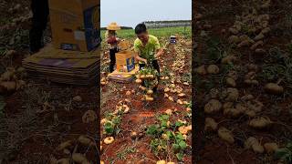 Landscape jicama garden and harvesting from farmers with cutting skills so farming harvesting [upl. by Blanche]