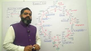 Krebs cycle Urdu Hindi medium  Prof Masood fuzail  Citric Acid Cycle  Pyruvic acid oxidation [upl. by Flavio]