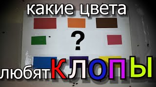 ЦВЕТА которые ПРИВЛЕКАЮТ КЛОПОВ Поведенческий Тест [upl. by Cleasta518]