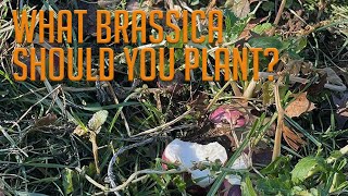 What Brassica Species Should You Plant in Your Food Plot [upl. by Afatsum913]