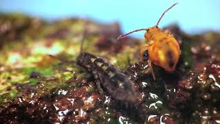 Elongated springtail meets globular relative [upl. by Survance]