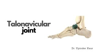 Talonavicular joint [upl. by Ilrahs]