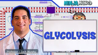 Metabolism  Glycolysis [upl. by Geoff]