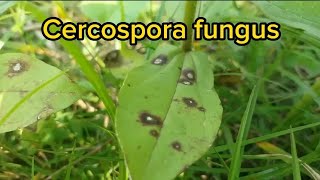 Cercospora fungus attacks plants  Diseases Control [upl. by Imelida363]