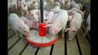 Understanding 5 Macro Minerals for Pigs Faster Growth [upl. by Wilen]