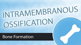 Intramembranous Ossification [upl. by Ahsiruam]