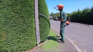 Trimming a Conifer Leylandii Hedge [upl. by Collin63]