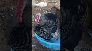 Turkey Tales Tom in kiddie pool while hens scratch around turkeys backyardchickens [upl. by Almita]