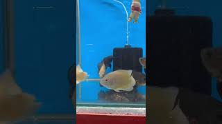 New shop new fish stock 😍 fish aquariumsindia aquariumfish amazingfacts cat indianaquarium [upl. by Odlanyar]