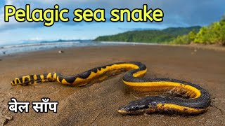 Yellow bellied sea snake documentary Pelagic sea snake seasnake indianocean snakevideo [upl. by Hallerson]