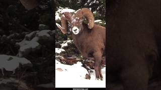 Huge Bighorn Rams Headbutt During the Sheep Rut [upl. by Marabel796]